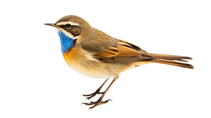 Blue-throat isolated on transparent background PNG.

