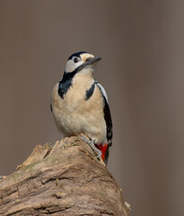 Great Spotted Woodpecker - female - in the wet forest in winter