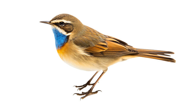 Blue-throat isolated on transparent background PNG.

