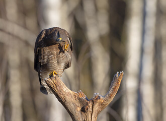 Common Buzzard in early spring at a wet forest