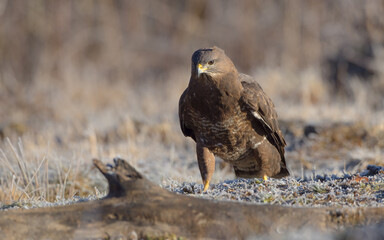 Common Buzzard in early spring at a wet forest