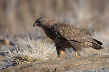 Common Buzzard in early spring at a wet forest