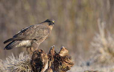 Common Buzzard in early spring at a wet forest