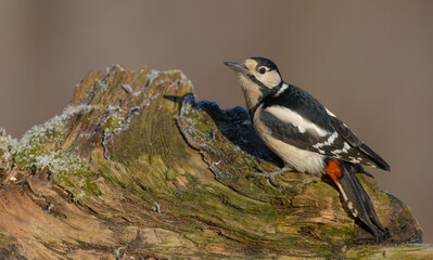Great Spotted Woodpecker - female - in the wet forest in winter