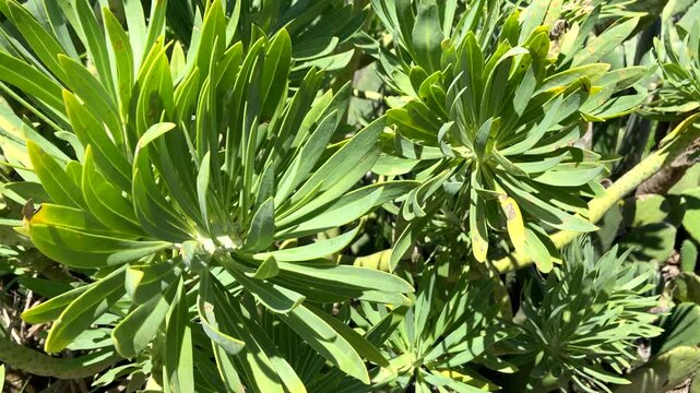 Kleinia neriifolia or Verode plants growing wild in Tenerife,Canary Islands, Spain,4K