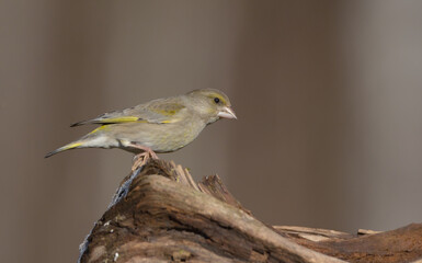 European Greenfinch   in winter at a wetland