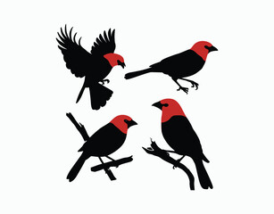 Scarlet Tanager Silhouette Vector Template Set on White Background
