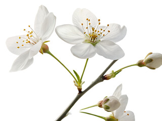 Fototapeta premium Elegant White Cherry Blossom Branch PNG – Isolated Floral Art.