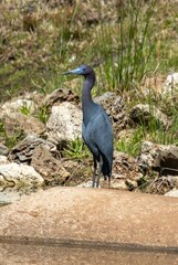 Little Blue Heron standing near some rocks
