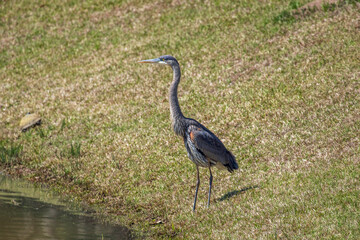 Heron standing near a pond