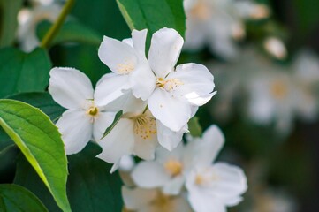 Fototapeta premium A cluster of white mock orange flowers is captured in exquisite detail, surrounded by fresh green leaves.