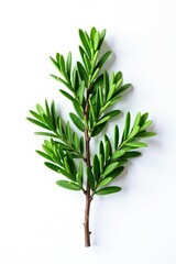 Fototapeta premium Single isolated cypress branch on white surface, simple, branch