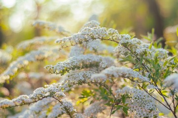 Bridal wreath spirea shrub is in full bloom with tiny white flowers in spring.