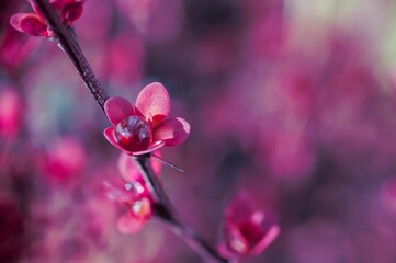A close-up of a red flower featuring a water droplet and a soft, blurred pink background.