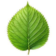 Fototapeta premium Closeup of a Single Green Leaf isolated on transparent background