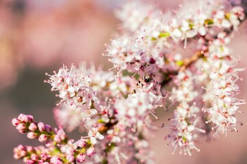 A small spider rests on a blooming tamarix branch covered in delicate pink and white flowers.