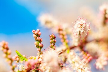 Close-up of salt cedar blossoms and buds against a clear blue sky in bright daylight.