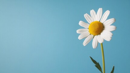 Daisy with white petals and yellow center, blue background, minimal, floral aesthetic