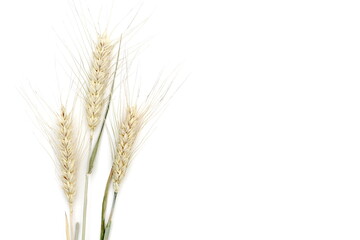 There are many ears of wheat lying on a white background.