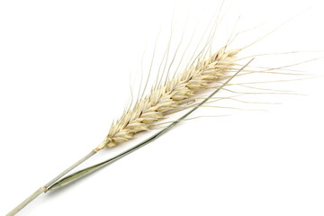 There are ears of wheat on a white background.	