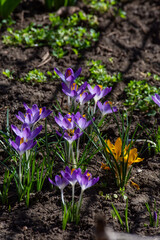 The first flowering of multi-colored crocuses in spring. Close-up.
