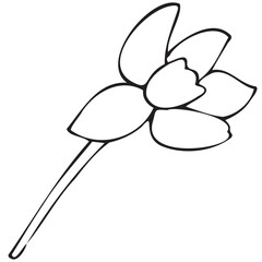 spring blossoming daffodil flower, vector isolated design element, hand drawn doodle element, coloring book