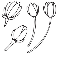 spring blossoming tulip flower, vector isolated design element, hand drawn doodle element, coloring book