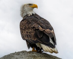 Vigilant bald eagle in profile view perched on rocky surface. Sharp focus captures the intricate layering of brown wing feathers, pristine white head plumage, curved yellow beak and powerful yellow ta