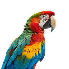 Macaw