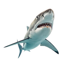 shark