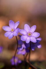 Fioletowe kwiaty Przylaszczki pospolitej, tapeta, dekoracja. © mycatherina