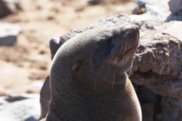Naklejka premium Pelzrobben (Otariidae) am Kreuzkap in Namibia