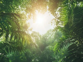 Obraz premium SunLight Filtering Through Jungle Foliage