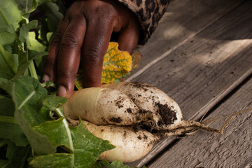 Harvesting Fresh Turnips from an Urban Garden