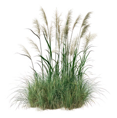 PNG Tall swamp grass bushes plant vegetation ornamental.