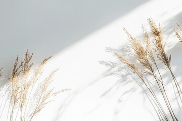 Sunlight casts shadows of dried grasses on a white surface