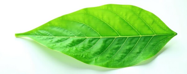 Obraz premium Large leaf isolated on white background with veins, botany, leaves