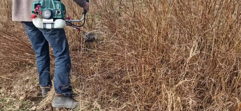 spring work in the garden using a hand-held device - a motorized brush cutter, cutting tall dry bushes and grass
