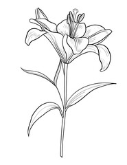Elegant Lily Flower Coloring Pages – Printable Botanical Art