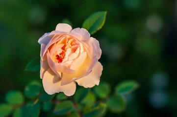 Peach-colored rose bathed in soft sunlight, its petals gently unfurling against a backdrop of green leaves.