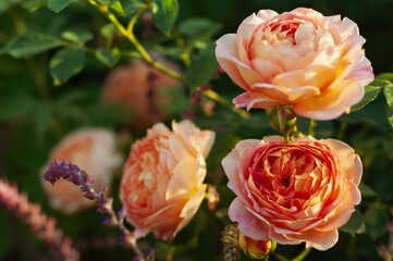 Three vibrant peach-colored roses bask in the sunlight, their soft petals unfurling in a lush green...