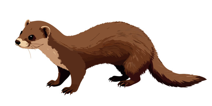 European mink walking and looking around on white background