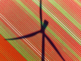 Aerial view of the tulips field with shadow of the wind turbine. Landscape from a drone. Netherlands from air. Natural background from drone. Photo for wallpaper, postcard, background.