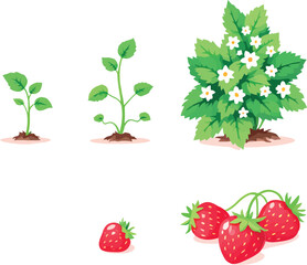 Strawberry plant growing stages and strawberries with leaves