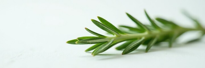 Obraz premium delicate sprig of rosemary on a white surface, rosemary, greenery