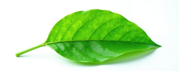 Obraz premium Delicate green leaf isolated on white background, foliage, plant life