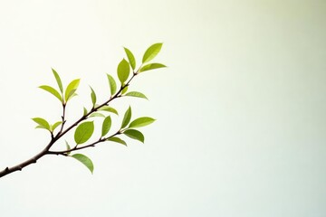 Obraz premium Dark brown tree branch with few leaves against white backdrop, branch, foliage