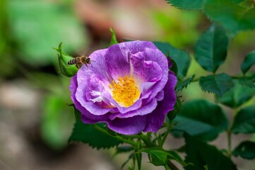Obraz premium A honeybee gently approaches a fully bloomed purple rose, its petals soft and vibrant against the green foliage.