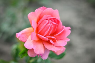 Close-up view of a delicate pink rose, its petals gently unfurling against a blurred background.