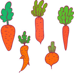 Carrot various shapes and color in cartoon hand drawn child style. Collection fresh delicious vegetables. Flat vector illustration healthy products for print, sticker, book.